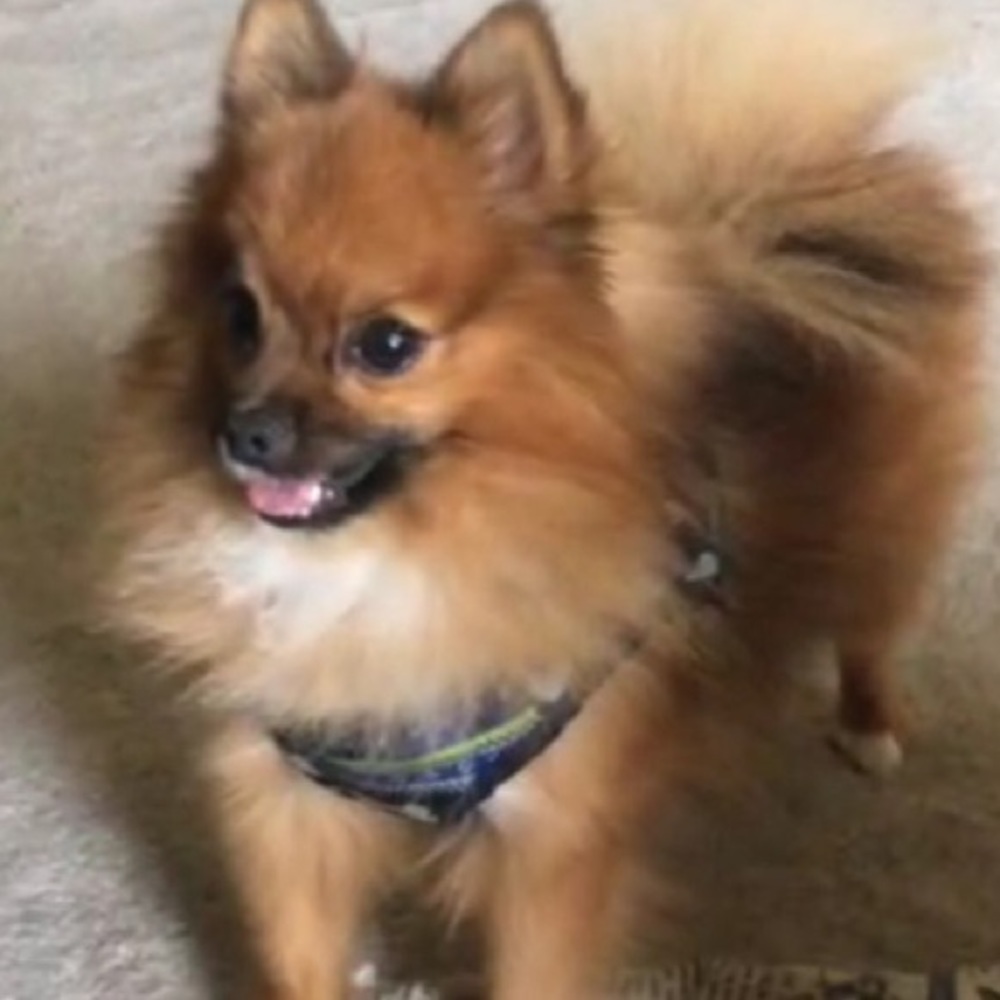 Meet your Posher, Becky